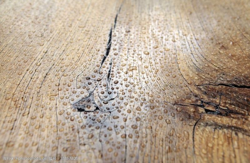 树木模型木纹背景