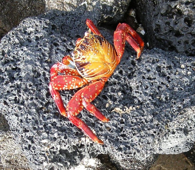 香辣蟹展板螃蟹图片