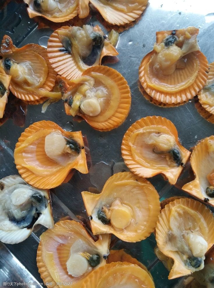 贝类海鲜扇贝图片