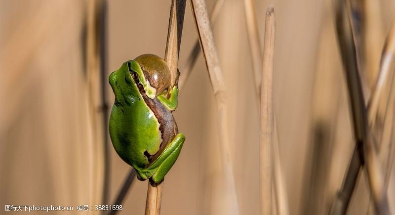 绿色青蛙树蛙