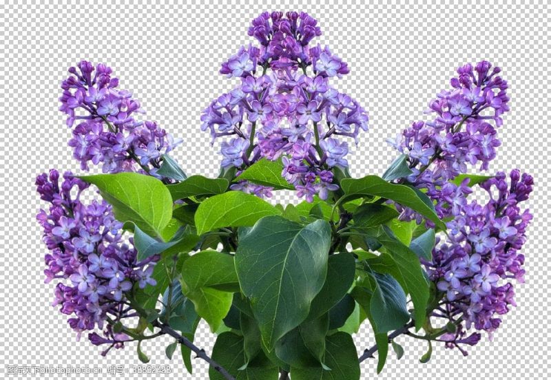 春意盎然紫丁花