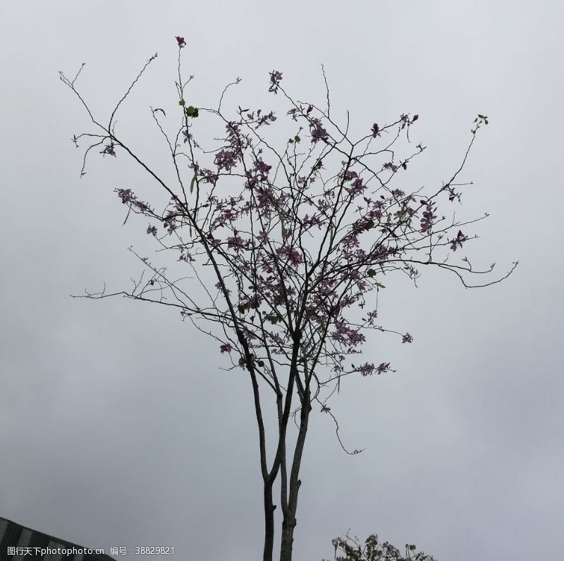 紫荆花树木