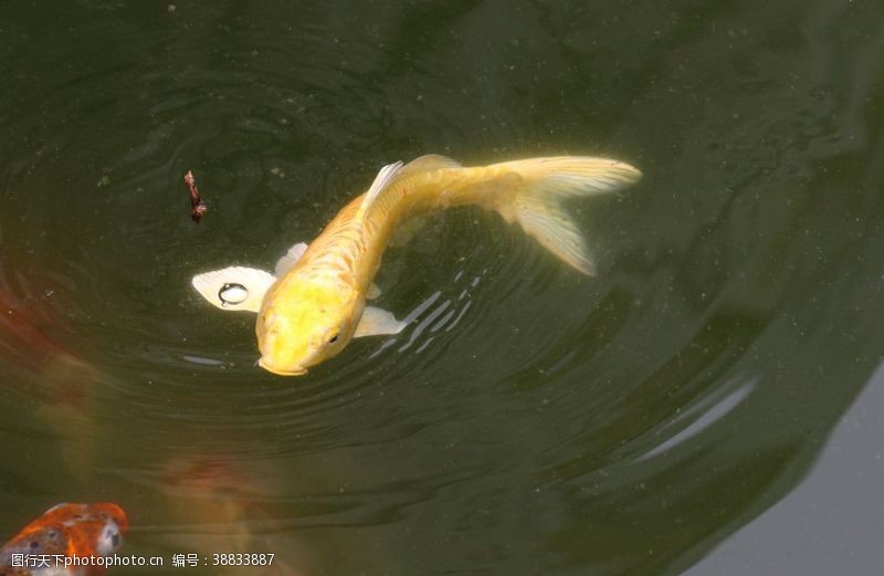 黄金鱼金锦鲤