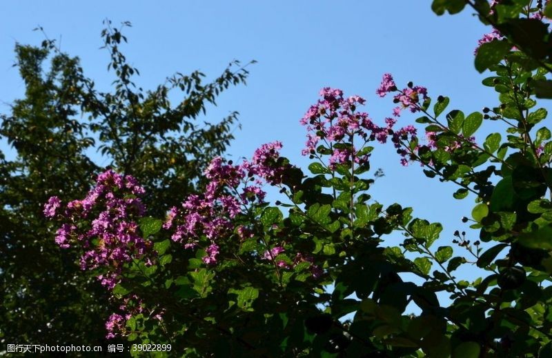 树枝紫薇花图片