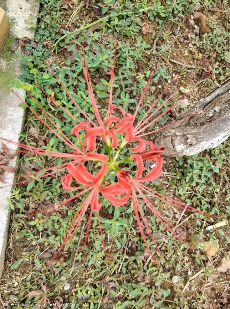 地狱花图片免费下载 地狱花素材 地狱花模板 图行天下素材网