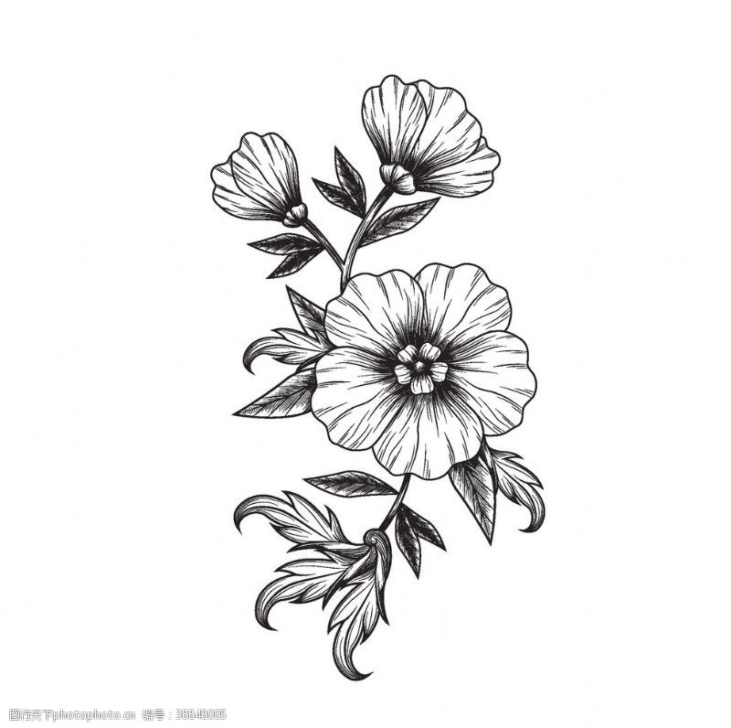精美植物花纹创意手绘花卉素材