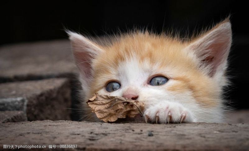 宠物详情猫