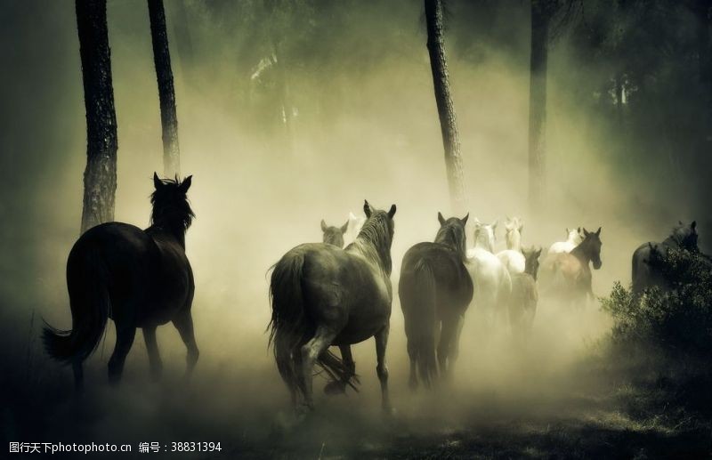 领跑世界森林里奔跑的马