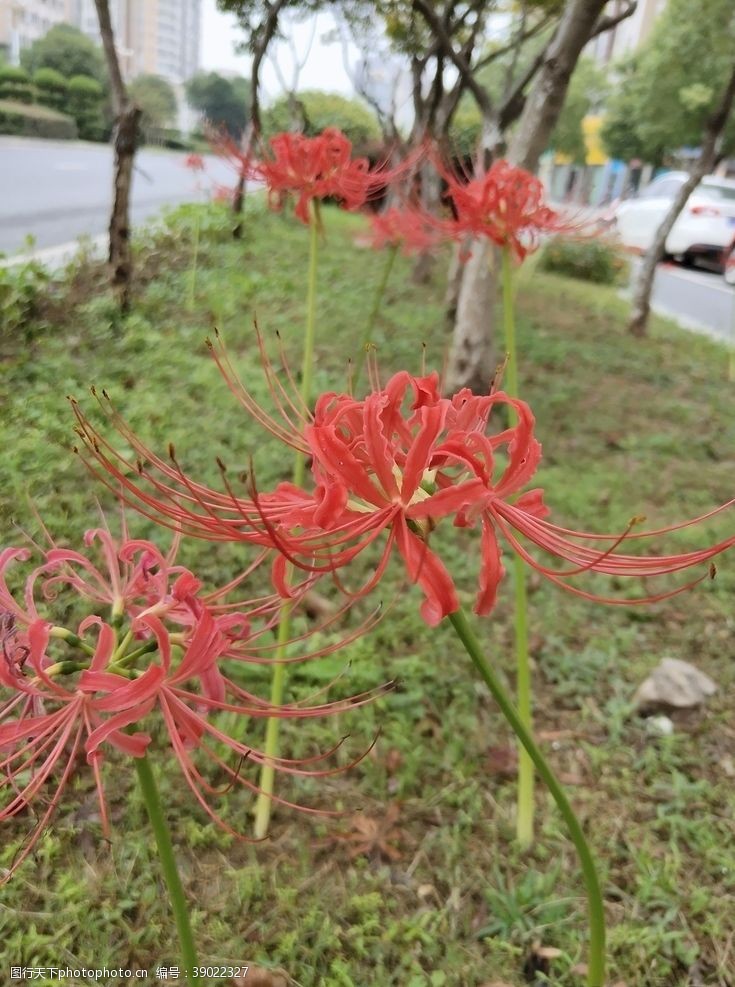 地狱花图片免费下载 地狱花素材 地狱花模板 图行天下素材网