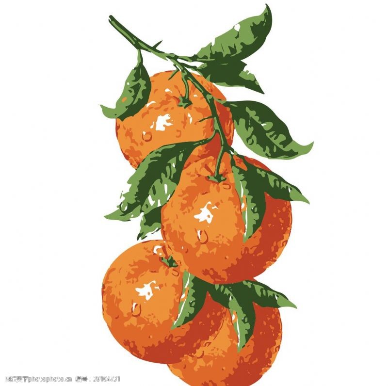 橙子礼盒橙子插图图片