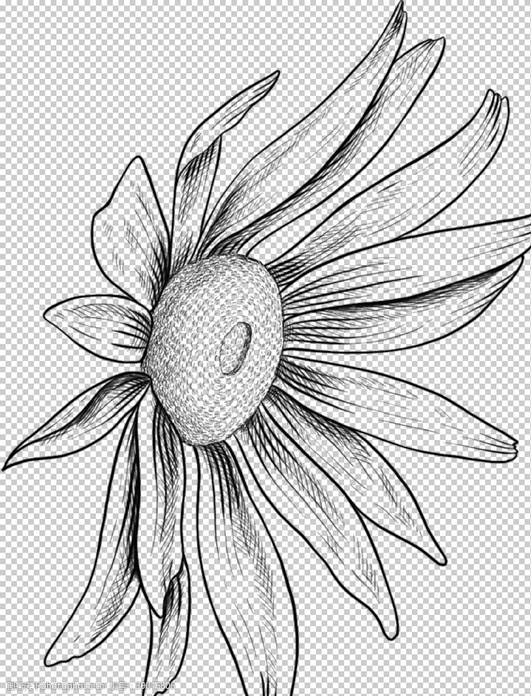 黑白涂鸦线条图案花朵素描图片