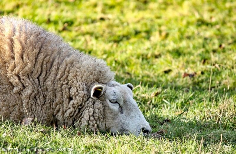 家禽饲养绵羊