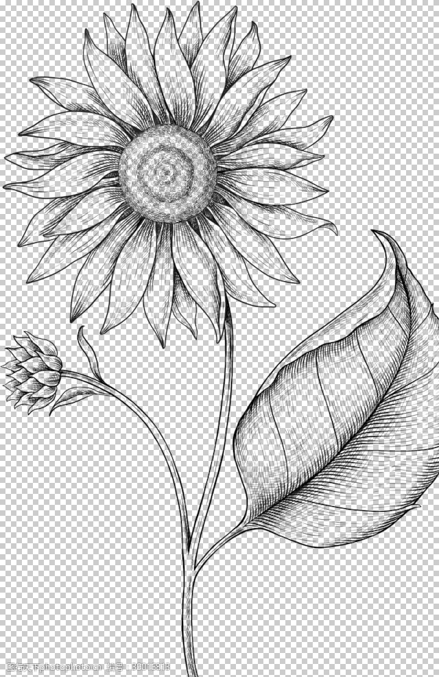 黑白涂鸦线条图案向日葵素描图片