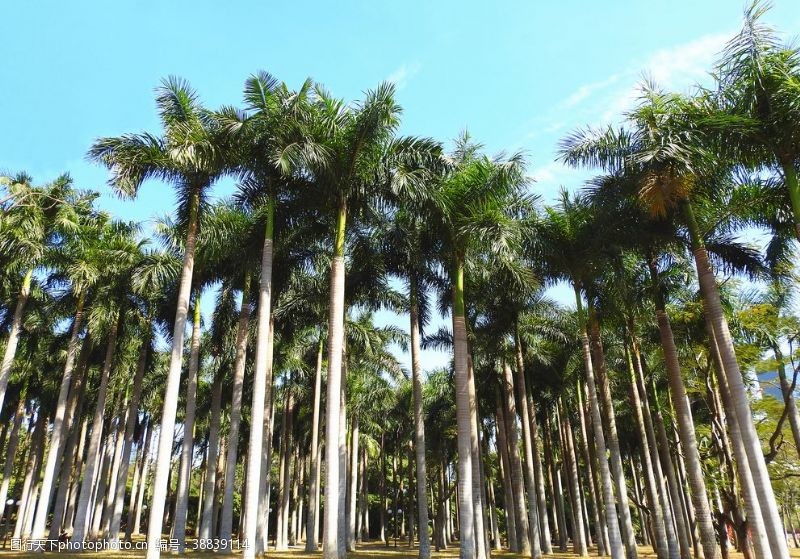渡假椰树椰林