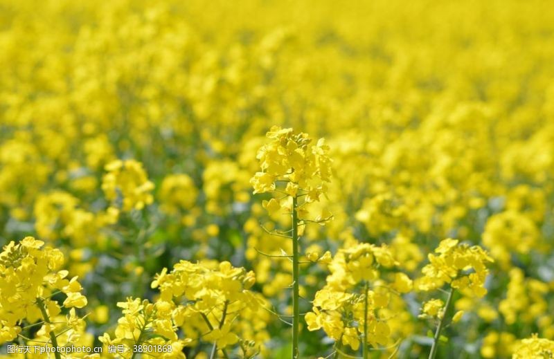 油菜花节开幕油菜花