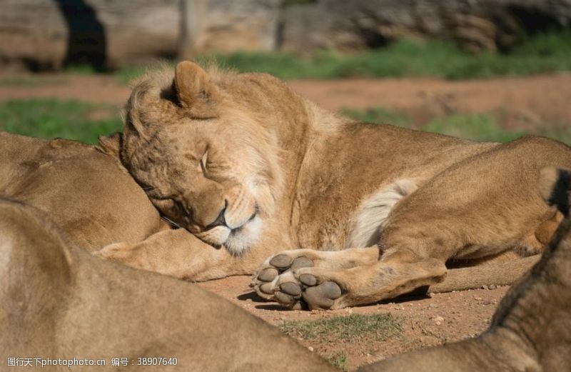 群狮沉睡的狮子
