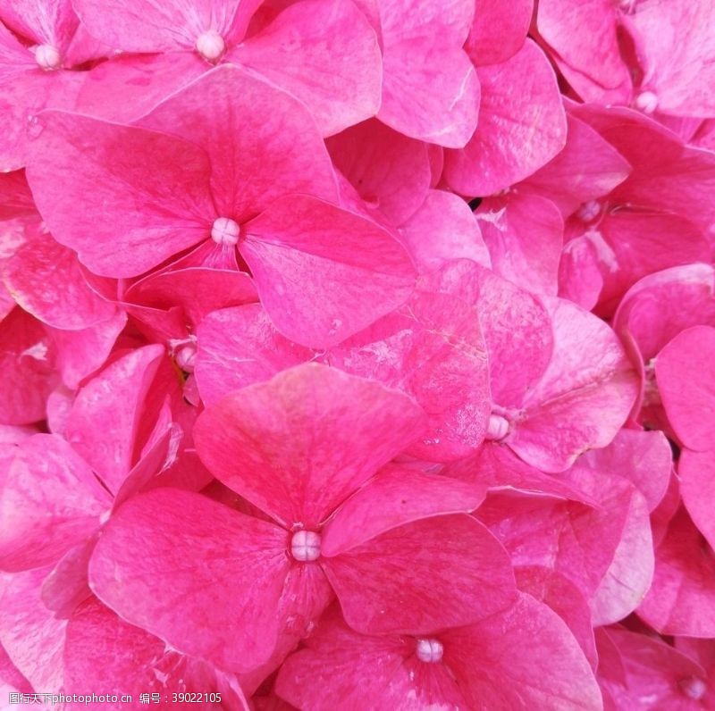 野花粉红色花瓣背景图片