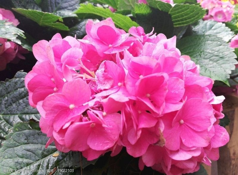 野花粉红色鲜花花卉图片