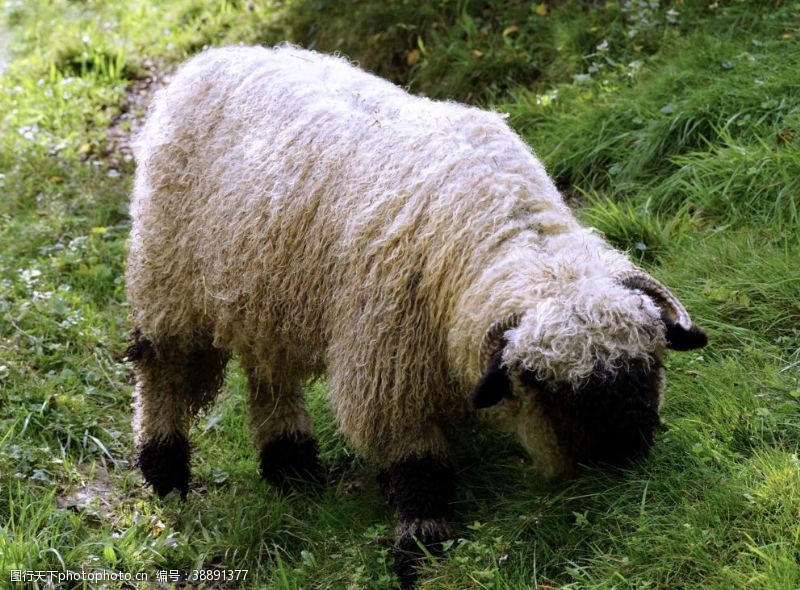 羊年绵羊