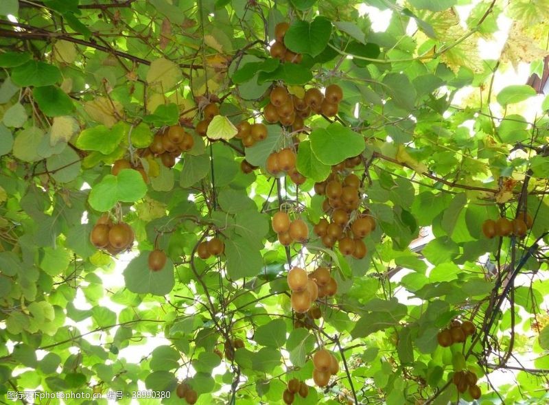 野生猕猴桃猕猴桃树图片