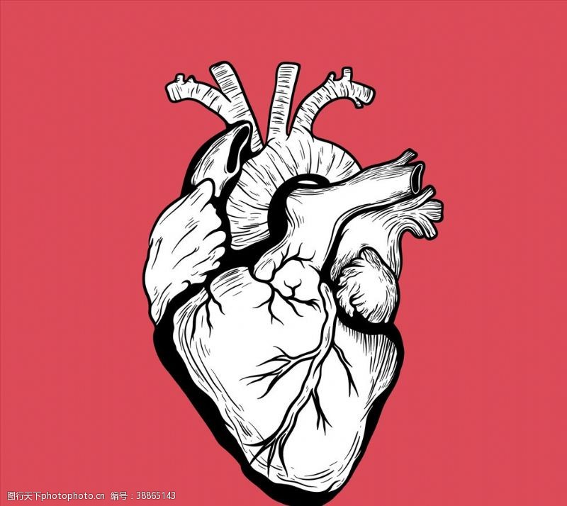 人体解剖图手绘人体心脏