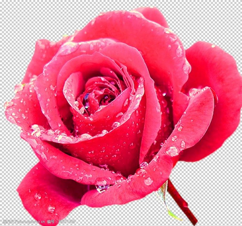 玫瑰花鲜花装饰图片