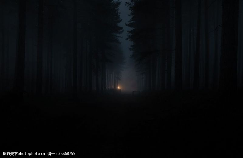 观光素材幽暗森林