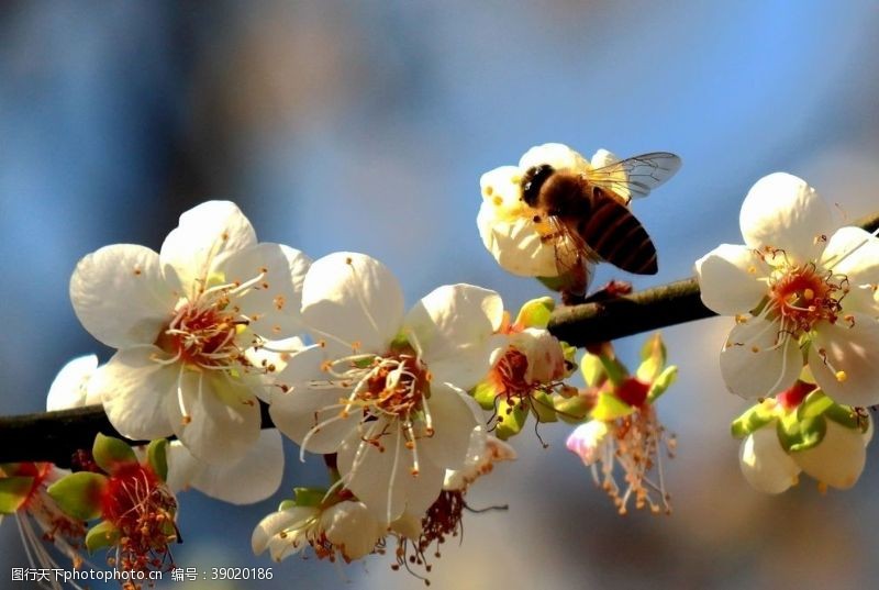 桃花旅游蜜蜂图片