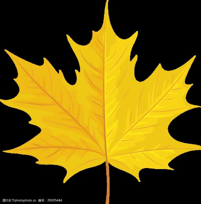 植物剪影秋天的黄色叶子图片