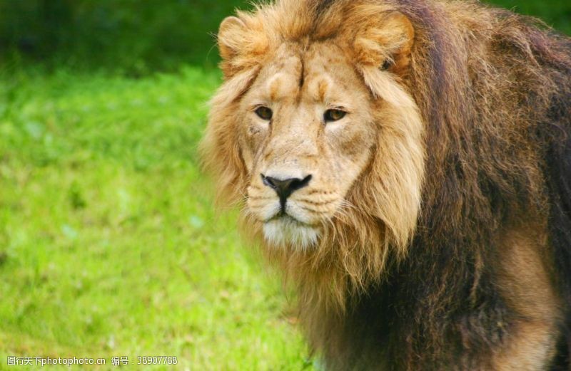 王者之霸狮子