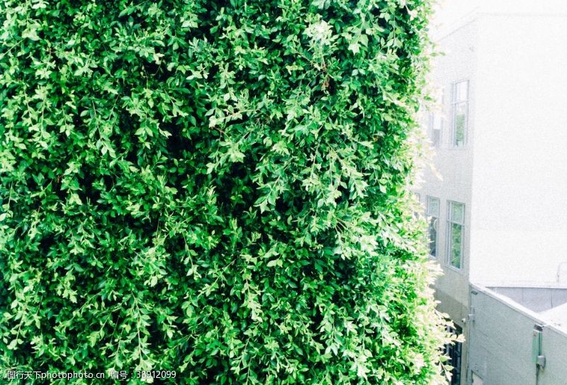 阳台植物绿色自然生态背景素材