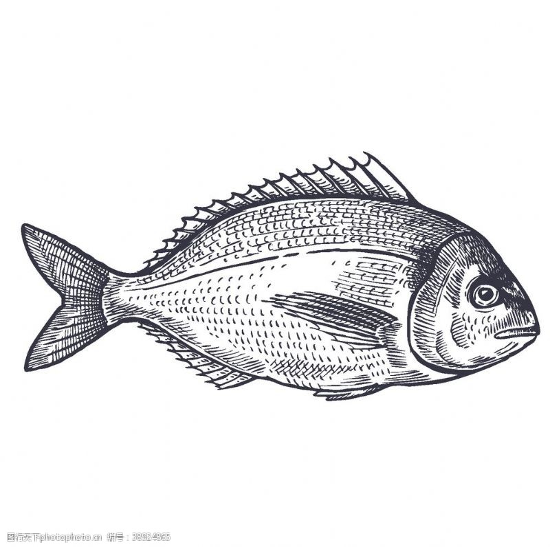 贝类海鲜餐饮食物插画元素图片