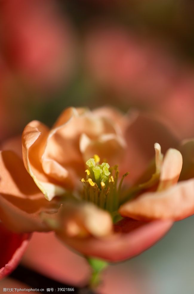 秋海棠海棠花图片