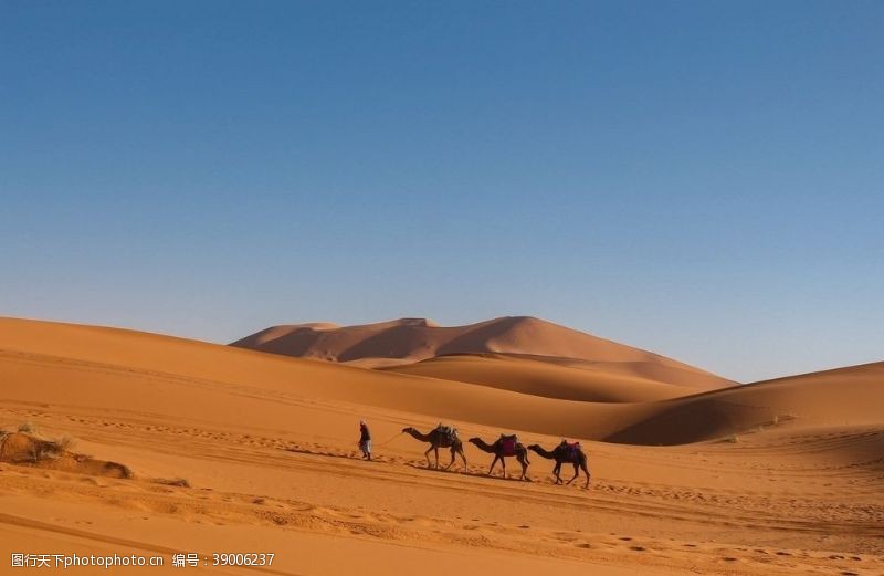 一带一路沙漠骆驼图片