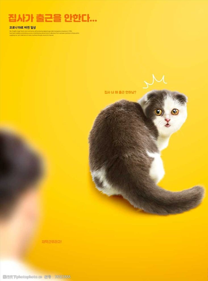 公益海报小猫海报图片