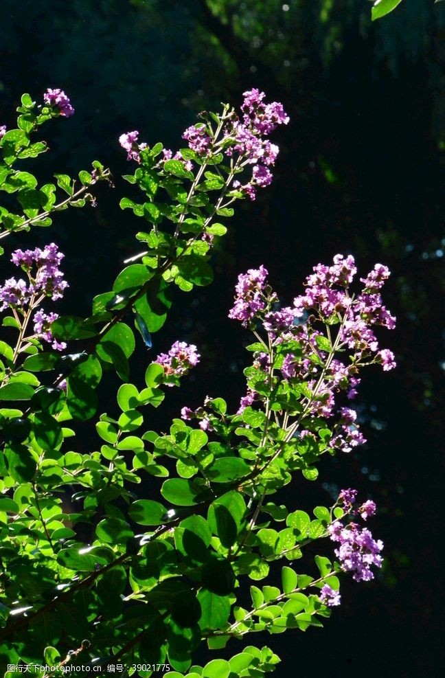 树枝紫薇花图片