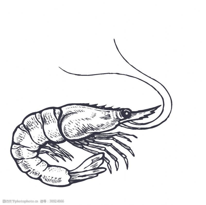 贝类海鲜餐饮食物插画元素图片