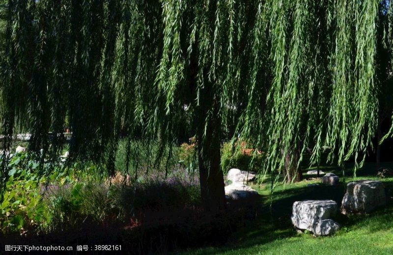 植物园风景垂柳风景图片