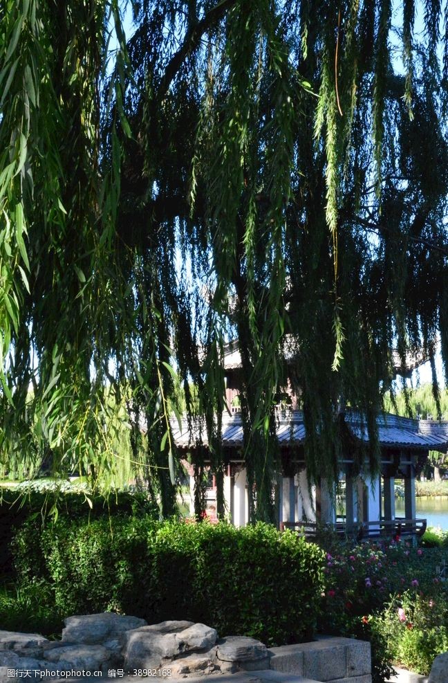 植物园风景垂柳风景图片