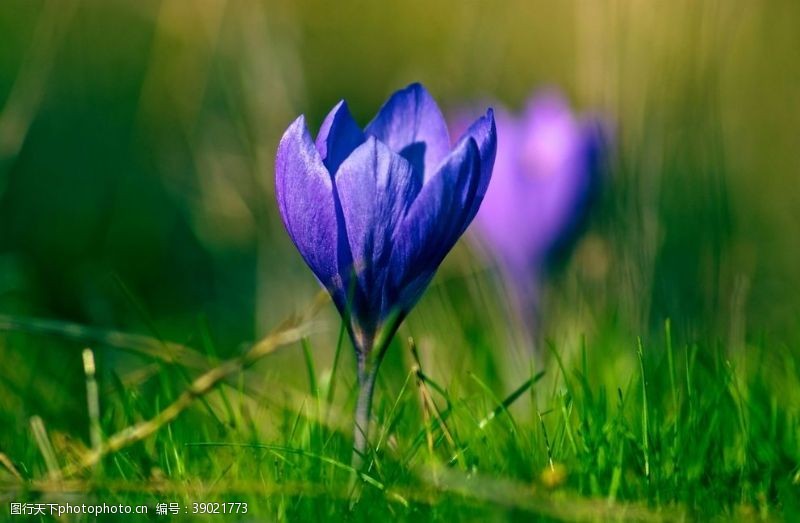 春天的背景春天紫色小花图片