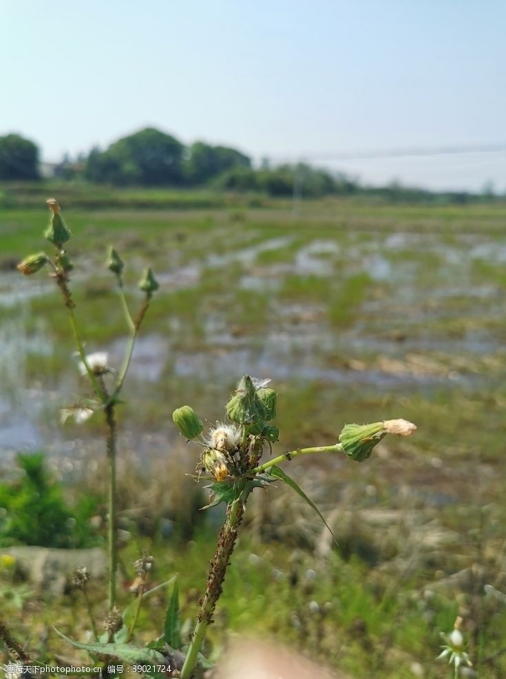 植物蒲公英蒲公英图片