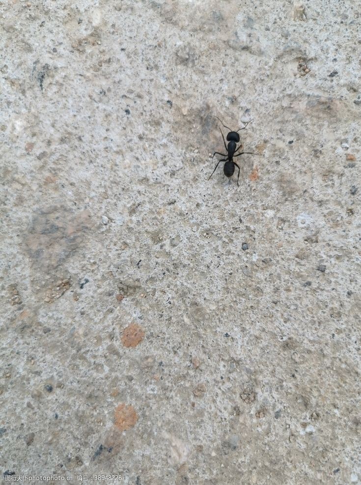 蚂蚁山蚁图片