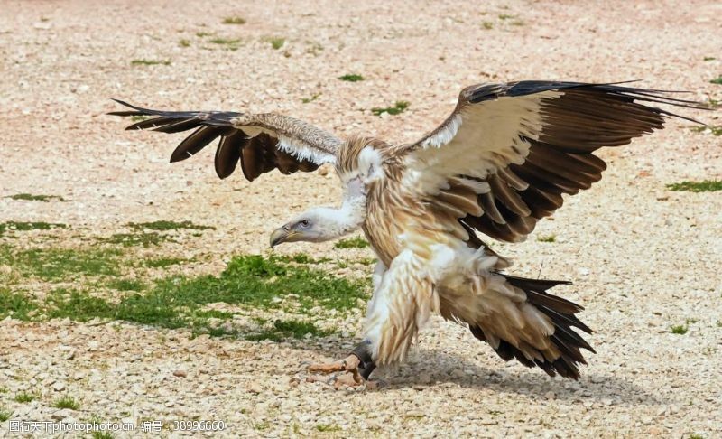 飞翔的雄鹰秃鹫图片