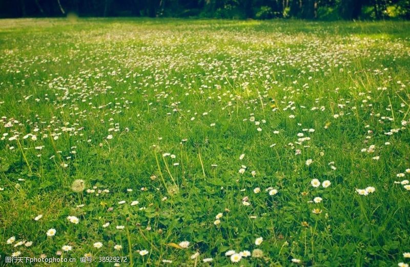 天生丽质小花草坪图片