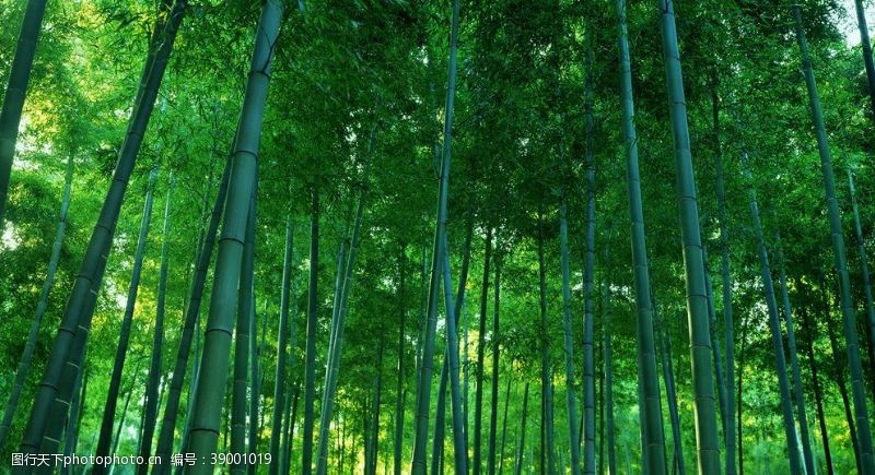 路径竹林竹子图片