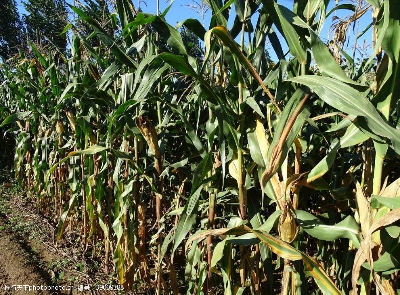 农业庄稼农田成熟的玉米图片