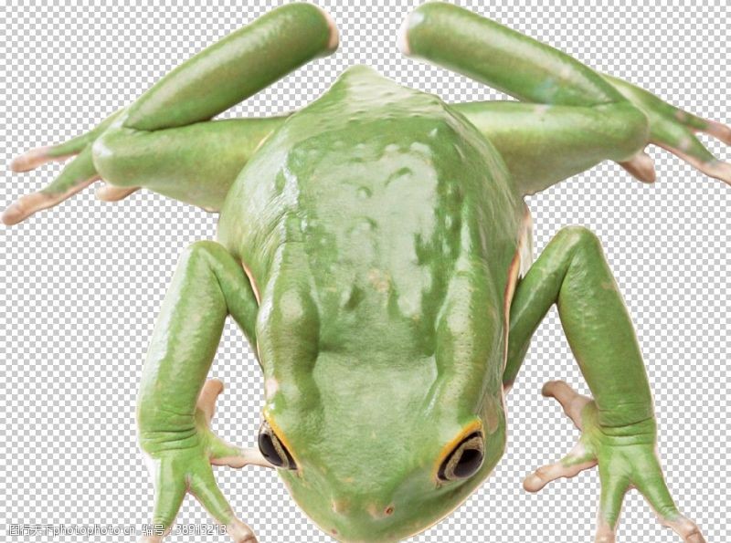 青蛙动物蛙类图谱图片