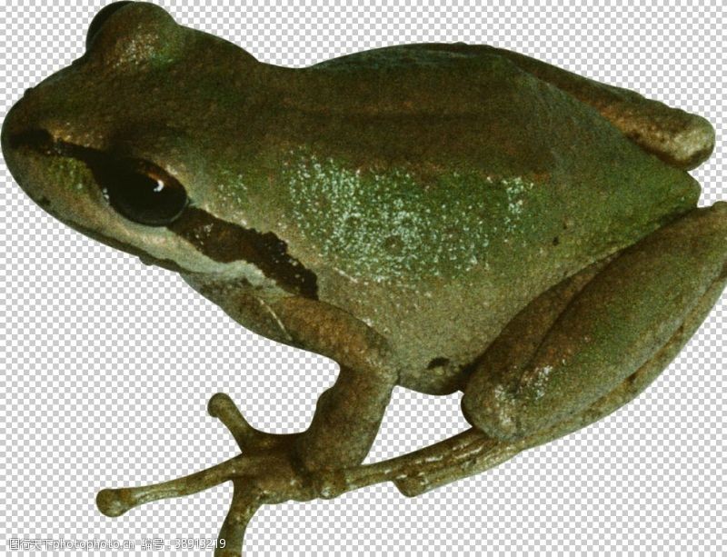 青蛙动物蛙类图谱图片
