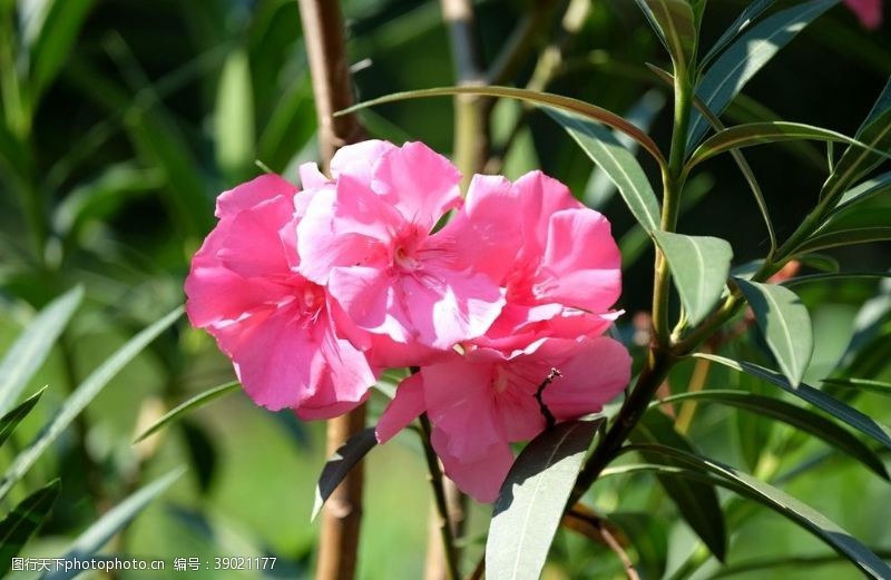 植物园风景夹竹桃图片