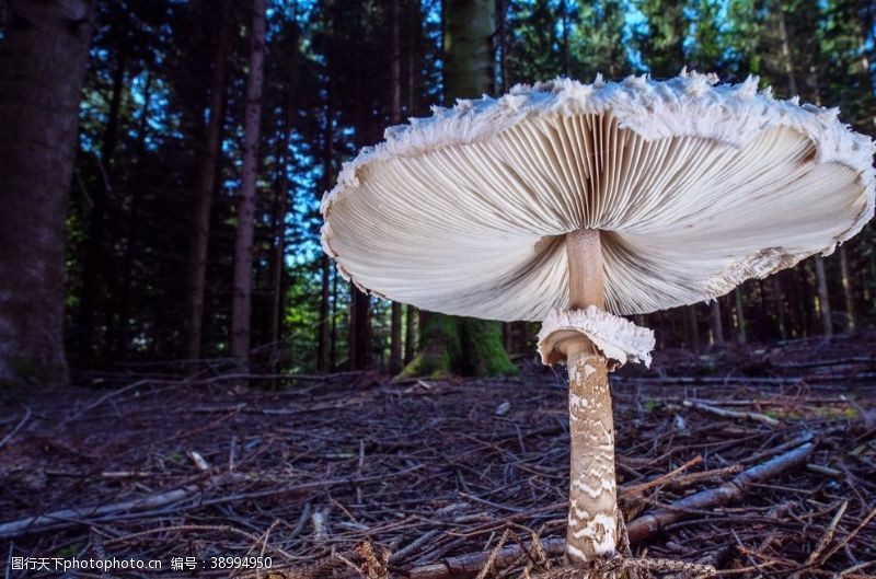 蘑菇真菌野生蘑菇图片